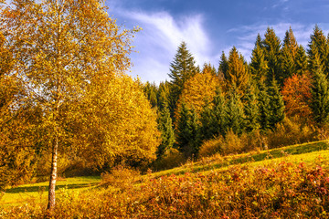 Background of trees at the edge of a forest in autumn colors.