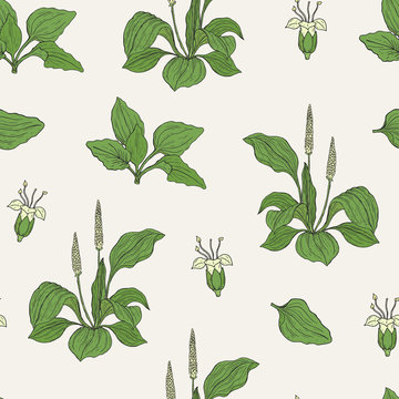Gorgeous seamless pattern with plantains on light background. Beautiful wild plant with flowers and leaves hand drawn in vintage style. Botanical vector illustration for textile print, wallpaper.