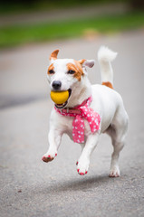 Jack Russell Terrier dog playing ball for a walk in the park