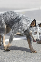 Australian Shepherd Dog