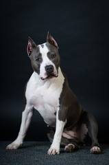 Staffordshire terrier potrait on black background at studio