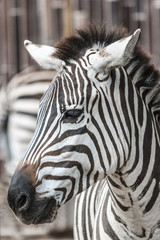Fototapeta na wymiar Zebra head profile.