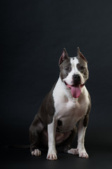 Staffordshire terrier potrait on black background at studio
