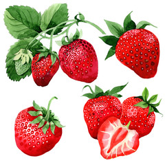 Strawberry healthy food in a watercolor style isolated. Full name of the fruit: strawberry. Aquarelle wild fruit for background, texture, wrapper pattern or menu.