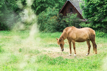 Obraz na płótnie Canvas The horse walks in a field near a wooden house