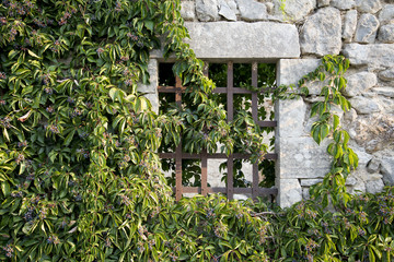 The window of an abandoned house, covered with hanging plants