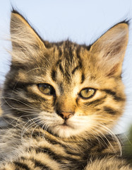 Portrait of a fluffy striped kitten