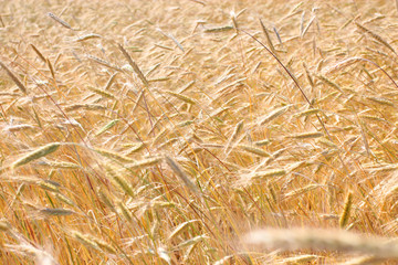 Golden wheat field in autumn