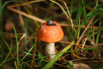 улитка ползёт по грибу в лесу 