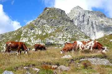 Fototapeta na wymiar Mountains and cows .