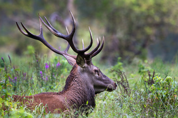 Red deer portrait