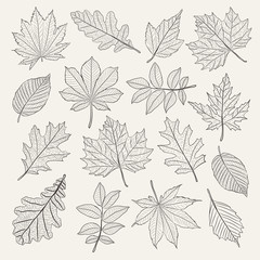 Hand drawn leafs set. Vector illustration