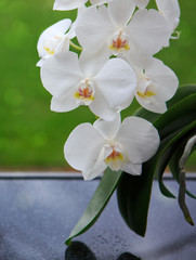 White Orchid Flowers isolated.