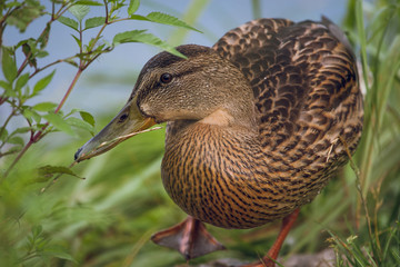 wild duck swims in the lake