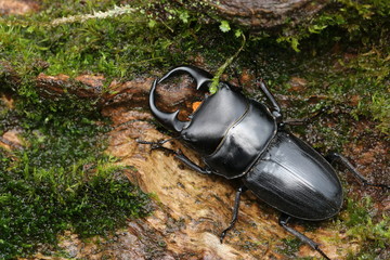 Dorcus antaeus Stag Beetle