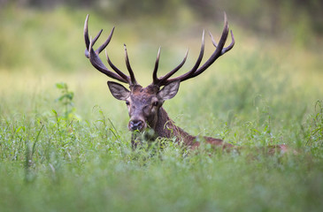 Red deer portrait