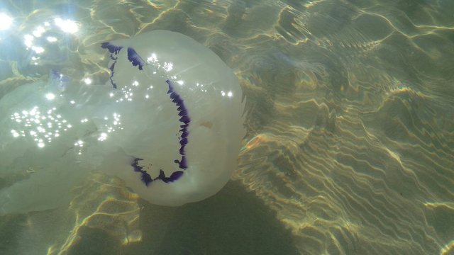 medusa in acqua bassa