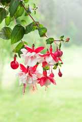 Bunch of a blossoming fuchsia on a natural background