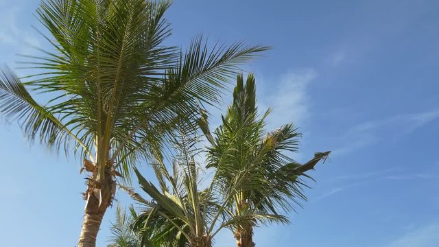 blue sky sunny summer day palm tree tops panorama 4k uae
