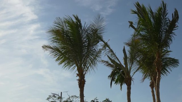 blue sky sunny summer day palm tree tops panorama 4k uae
