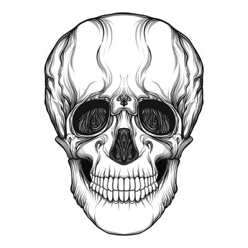 Human skull realistic hand drawing isolated