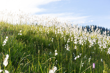 Marsh cotton grass in the german Alps. Allgaeu