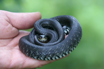 A snake in the hand