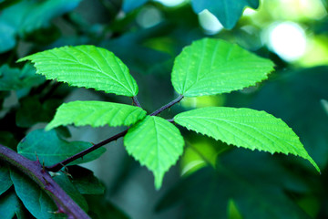 Plant with Leaves