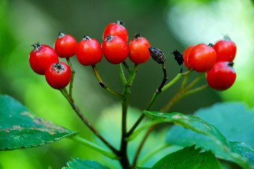 Red Berries on Plant