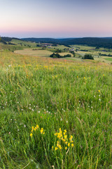 Meadow in the Black Forest, Germany