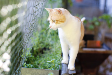 Katze auf katzensicherem Balkon mit Katzennetz
