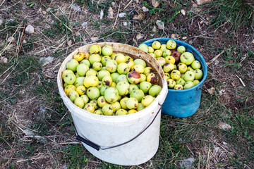 apples in a plastic bucket