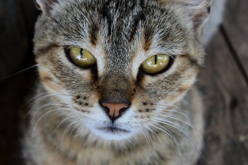 a cat with yellow eyes