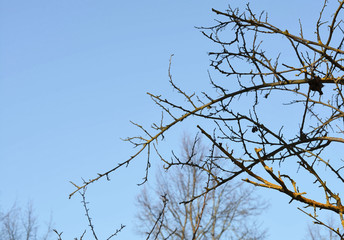 Bare branches against the sky