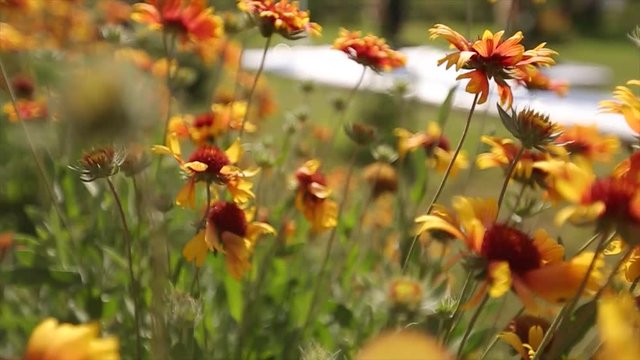 Bumblebees flying to garden orange flowers collecting nectar. Bees pollinate flowering bloom. Macro 1080p footage