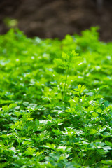 Fresh organic parsley in the garden. Herbs and spices.