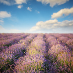 Fototapeta na wymiar Summer lavender field