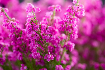 Obraz premium Plant erica gracilis.