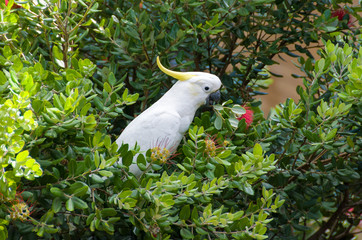 Cockatoo parrot bird on banksia tree