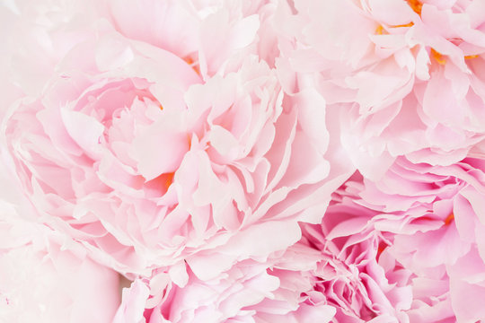 Fototapeta beautiful pink peony flower background