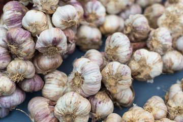 Garlic at Farmers Fresh Food Market