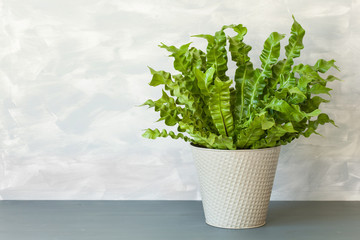 houseplant Asplenium nidus in flowerpot