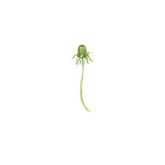Bright watercolor flower with leaf isolated