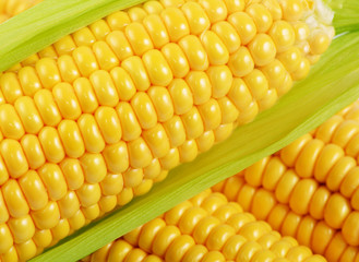 Corn on the cob closeup