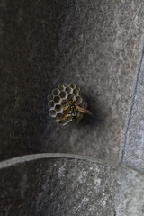 Wasp nest