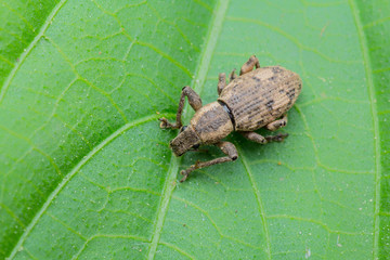 macro photo of weevil on leaf
