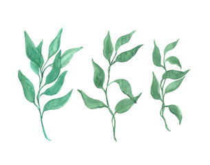 Bright watercolor leaf isolated white background