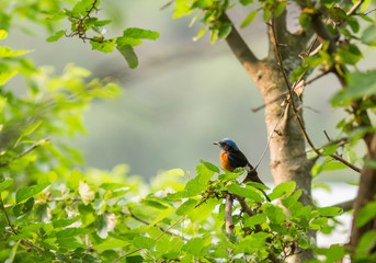 Blue-capped Rock Thrush on tree
