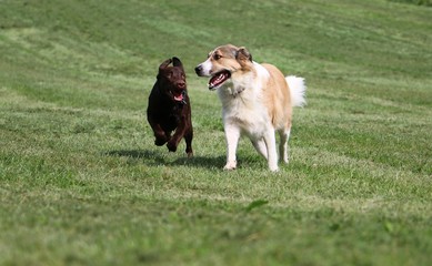 Hundepaar hat Spaß im Garten