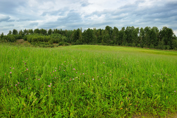 Obraz premium green field in thick weather in early autumn